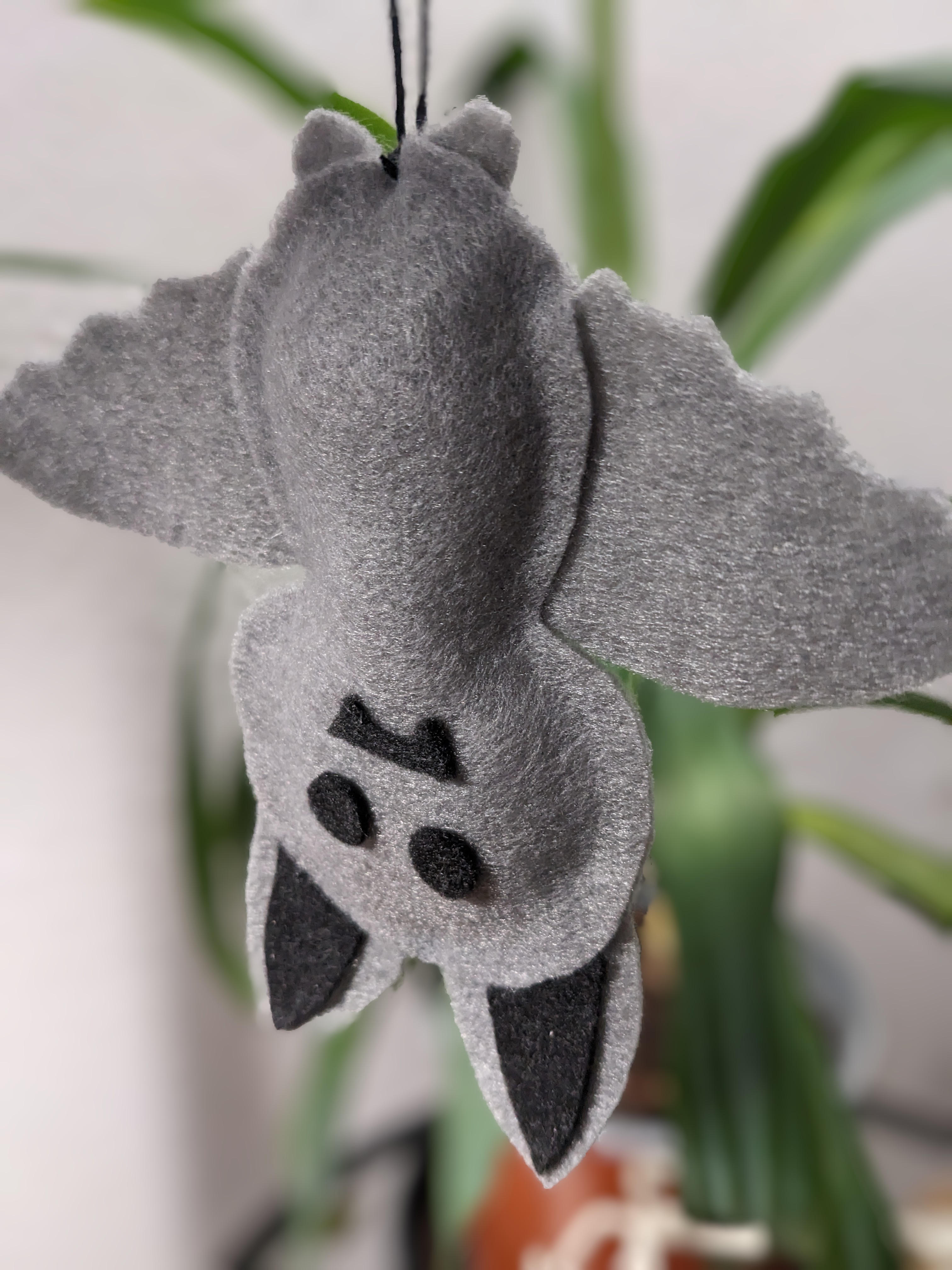 Graue Fledermaus